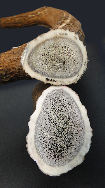 Cuernas Letonia